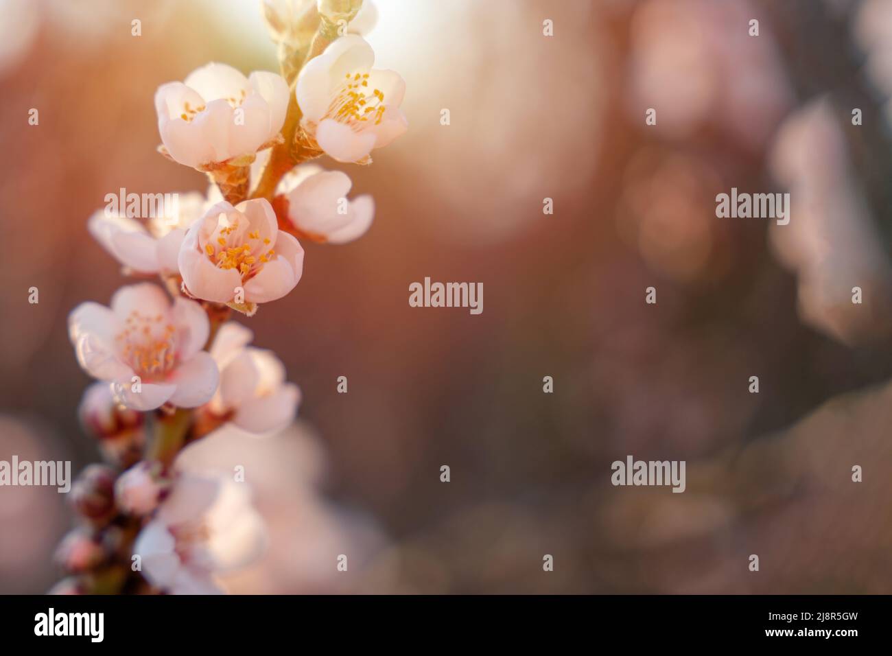 Blumen des Mandelbaums gegen den Sonnenuntergang. Wunderschöne Naturszene mit blühendem Baum und Sonnenstrahlen. Frühlingsblumen. Wunderschönes Orchard. Frühling Stockfoto