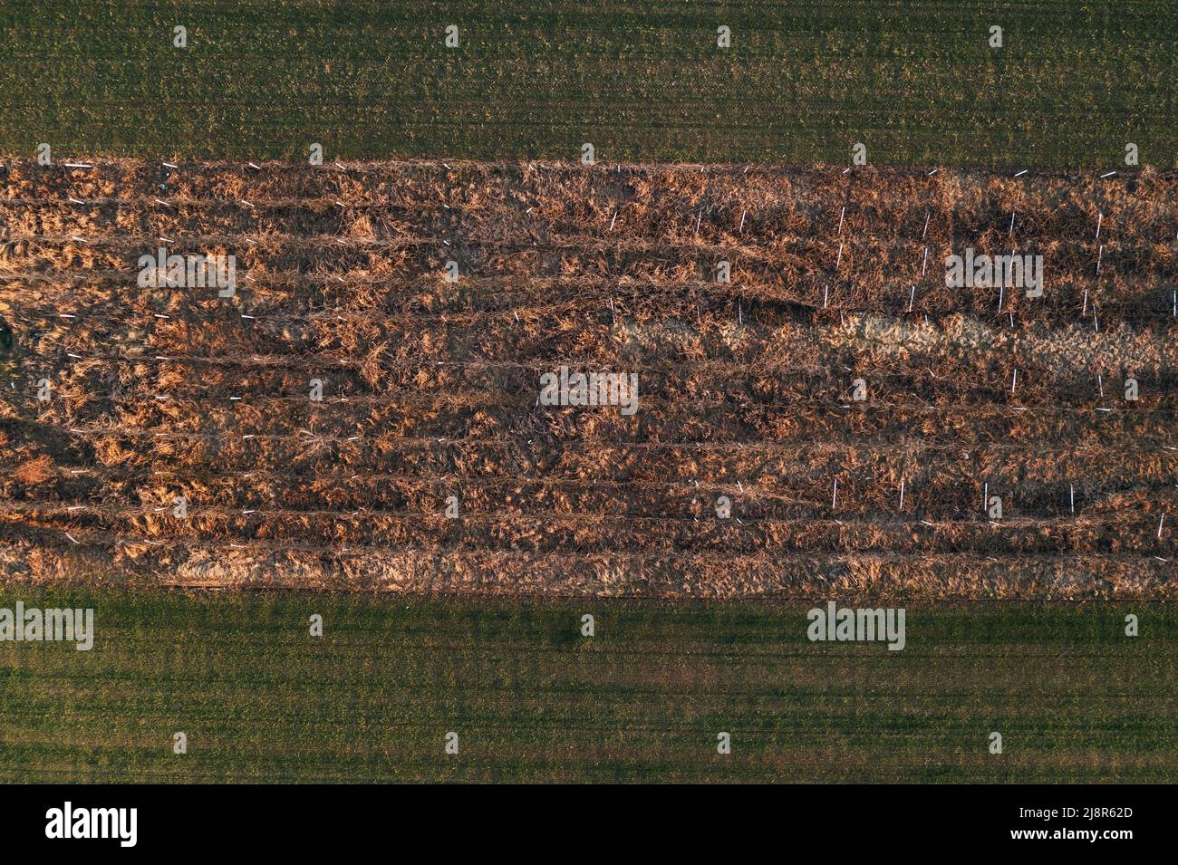 Verlassene Weinberg von Drohne pov, Luftaufnahme Stockfoto
