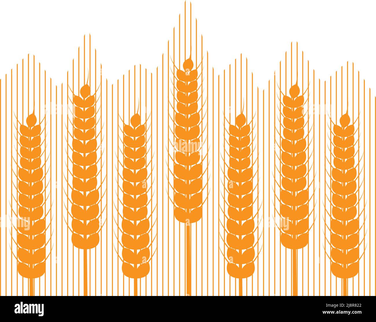 Ähren aus Weizen und Streifen auf weißem Hintergrund. Vektorgrafik. Schlichter Stil. Stock Vektor