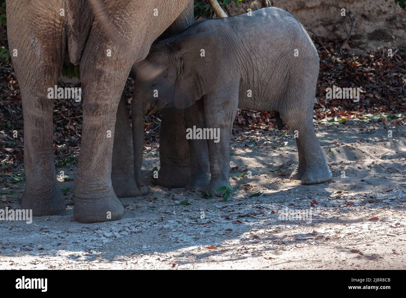 Nahaufnahme eines Wüstenelefanten und ihres Babys, das sich ernährt, irgendwo in Namibia. Stockfoto