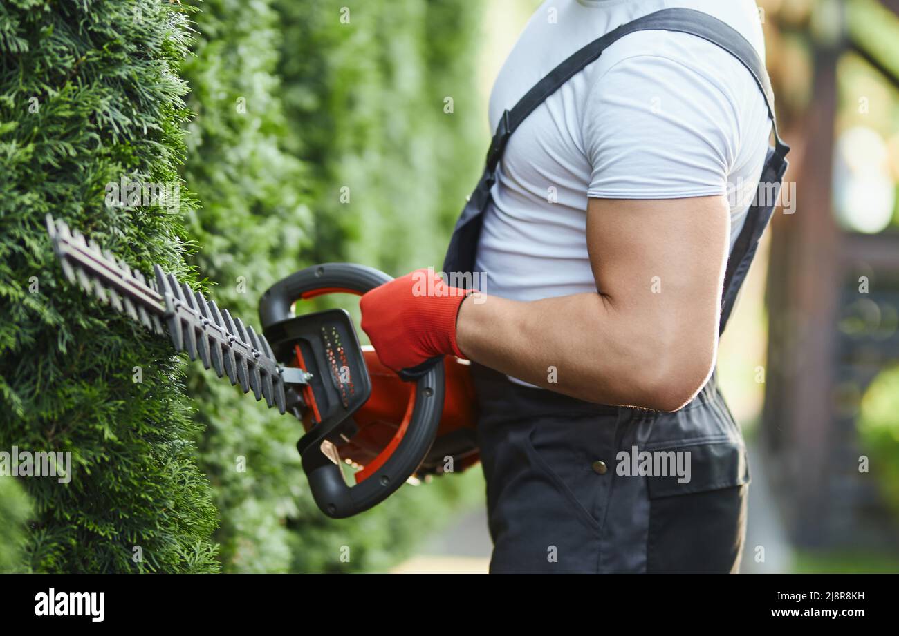 Nahaufnahme von erfahrenen Gärtnern in Arbeitskleidung und Handschuhen, die mit einer elektrischen Schneidemaschine überwuchert Hecke Formen. Kaukasischer Mann mit muskulösem Arm Stockfoto