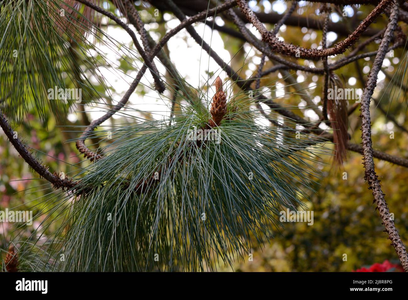 Lange nadelartige Blätter der Pinus montezuma-Baumkiefer Stockfoto