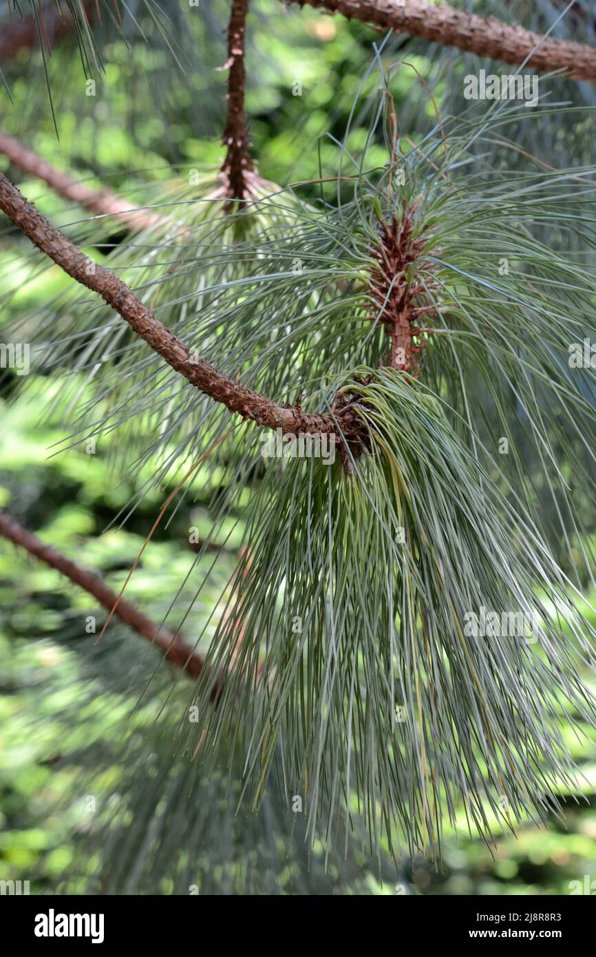 Lange nadelartige Blätter der Pinus montezuma-Baumkiefer Stockfoto