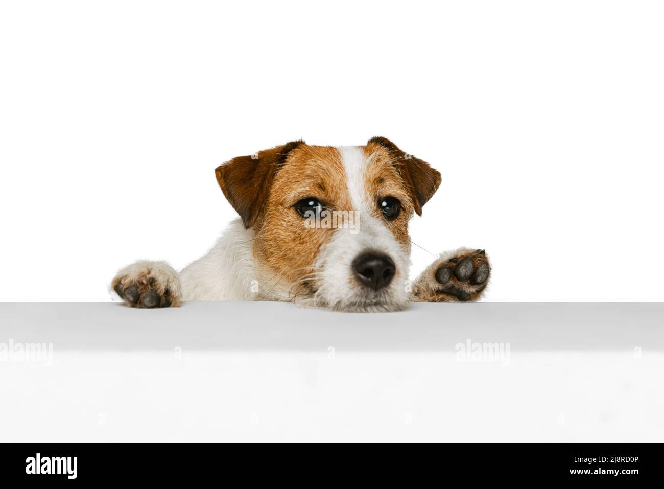 Halblanges Porträt von niedlichen Jack russell Terrier Hund Blick auf Kamera isoliert auf weißem Hintergrund. Konzept von Tier, Rasse, Tierarzt, Gesundheit und Pflege Stockfoto