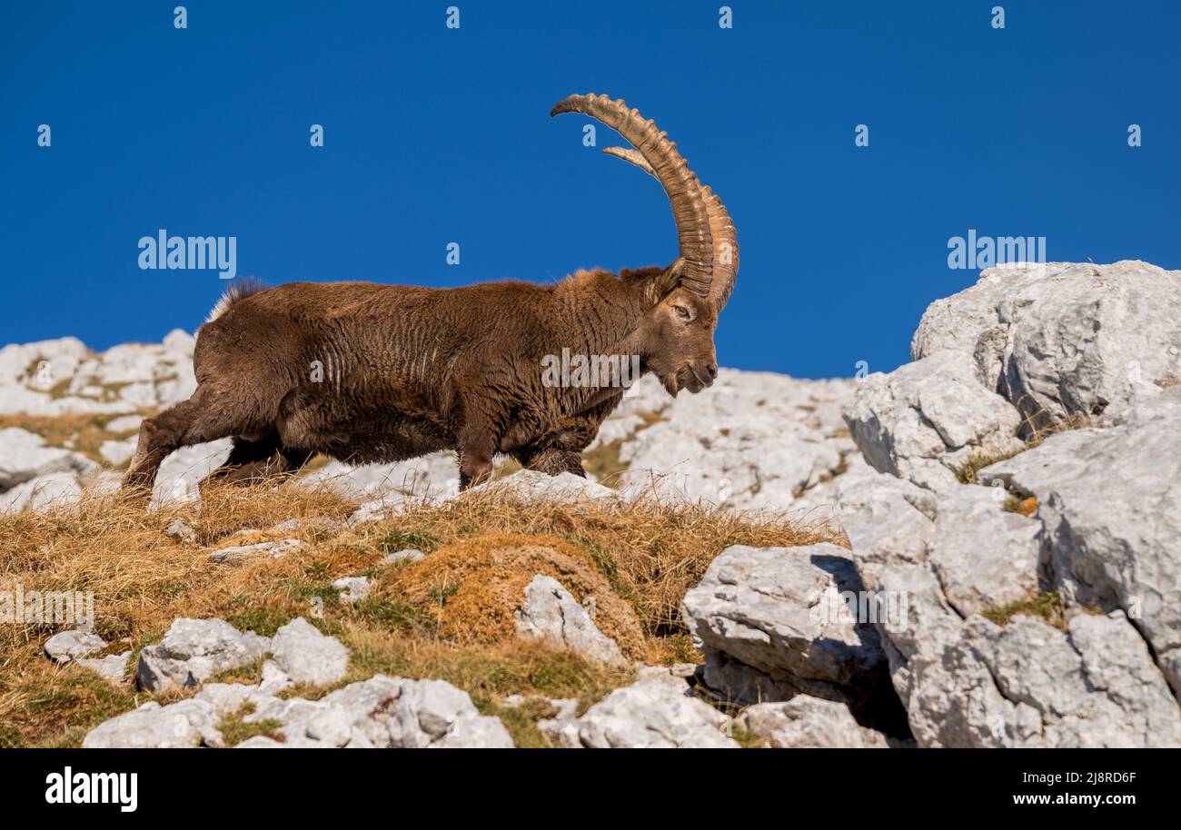 Alpine Ibex in den Bergen auf dem Weg nach Cima di Terrarossa in Italien. Stockfoto