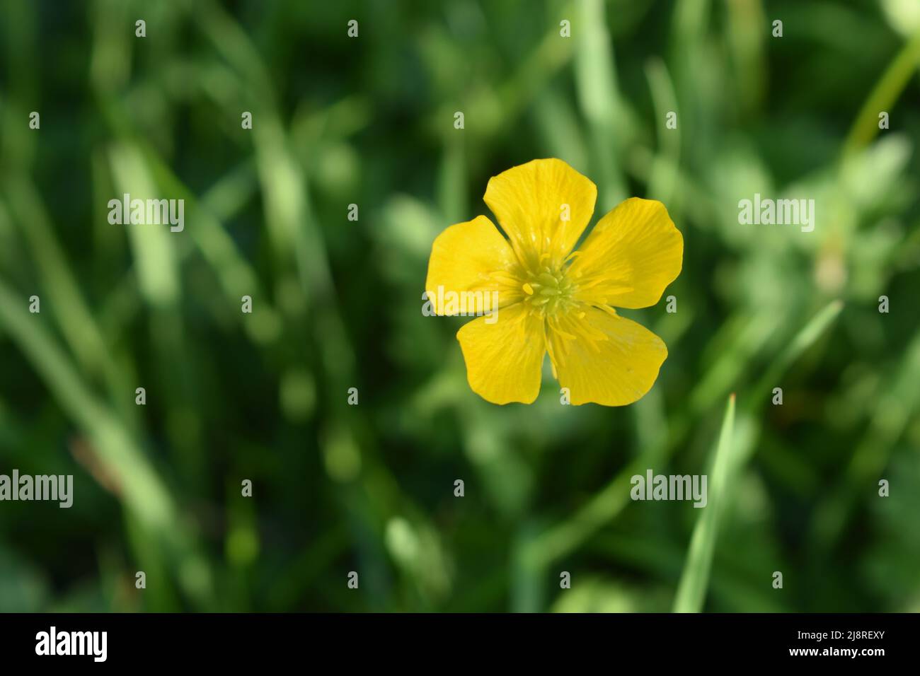 Ein gelber Butterblume (Ranunculus) mit Copyspace Stockfoto