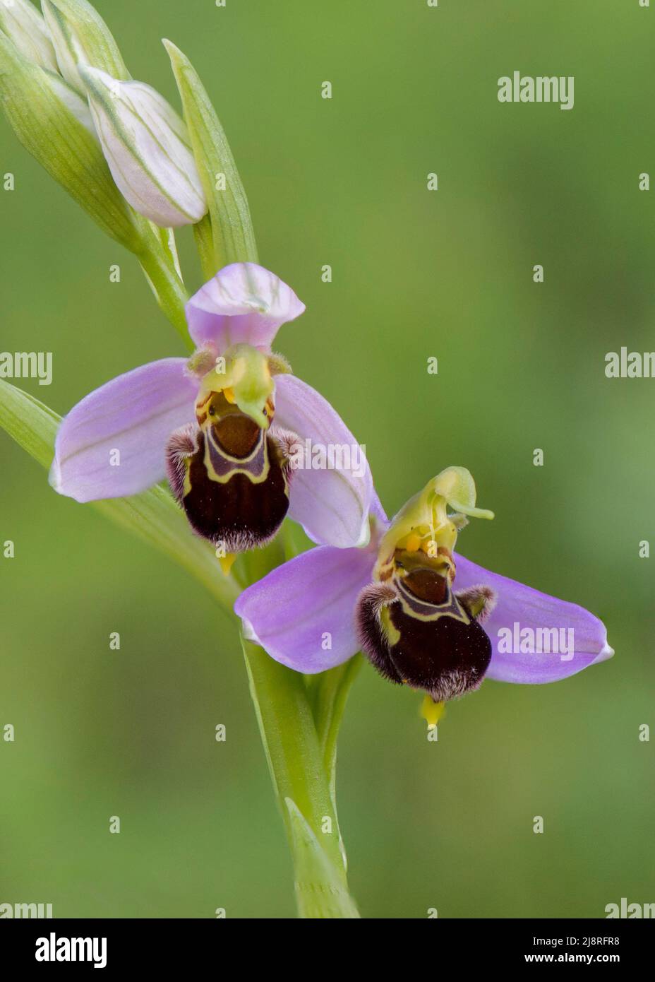 Bienenorchidee, Ophrys apifera, wilde Orchidee in Andalusien, Spanien. Stockfoto