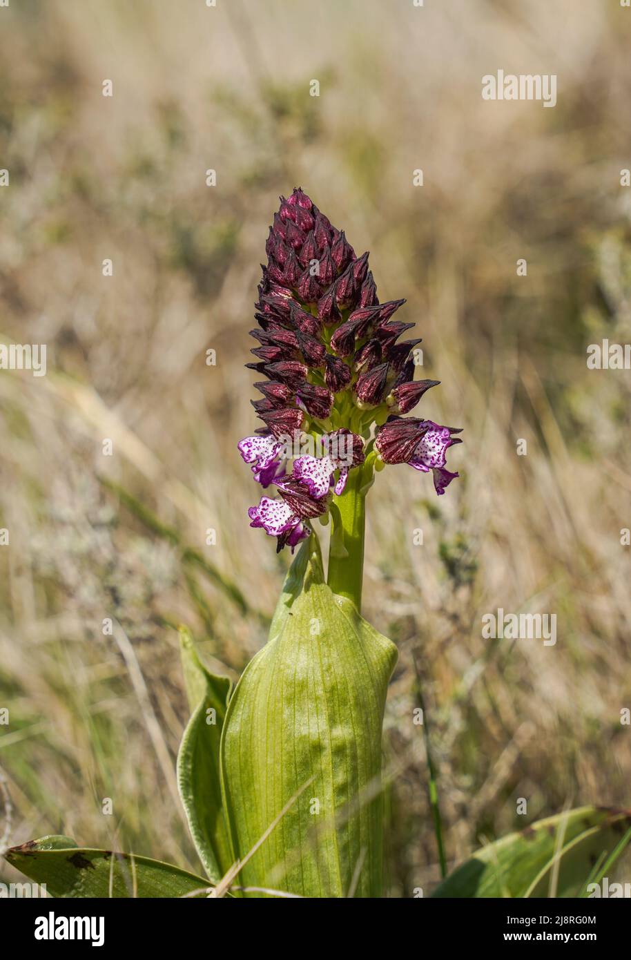 Lady Orchidee Orchis Purpurea, wilde Orchidee, Pyrenäen, Frankreich. Stockfoto