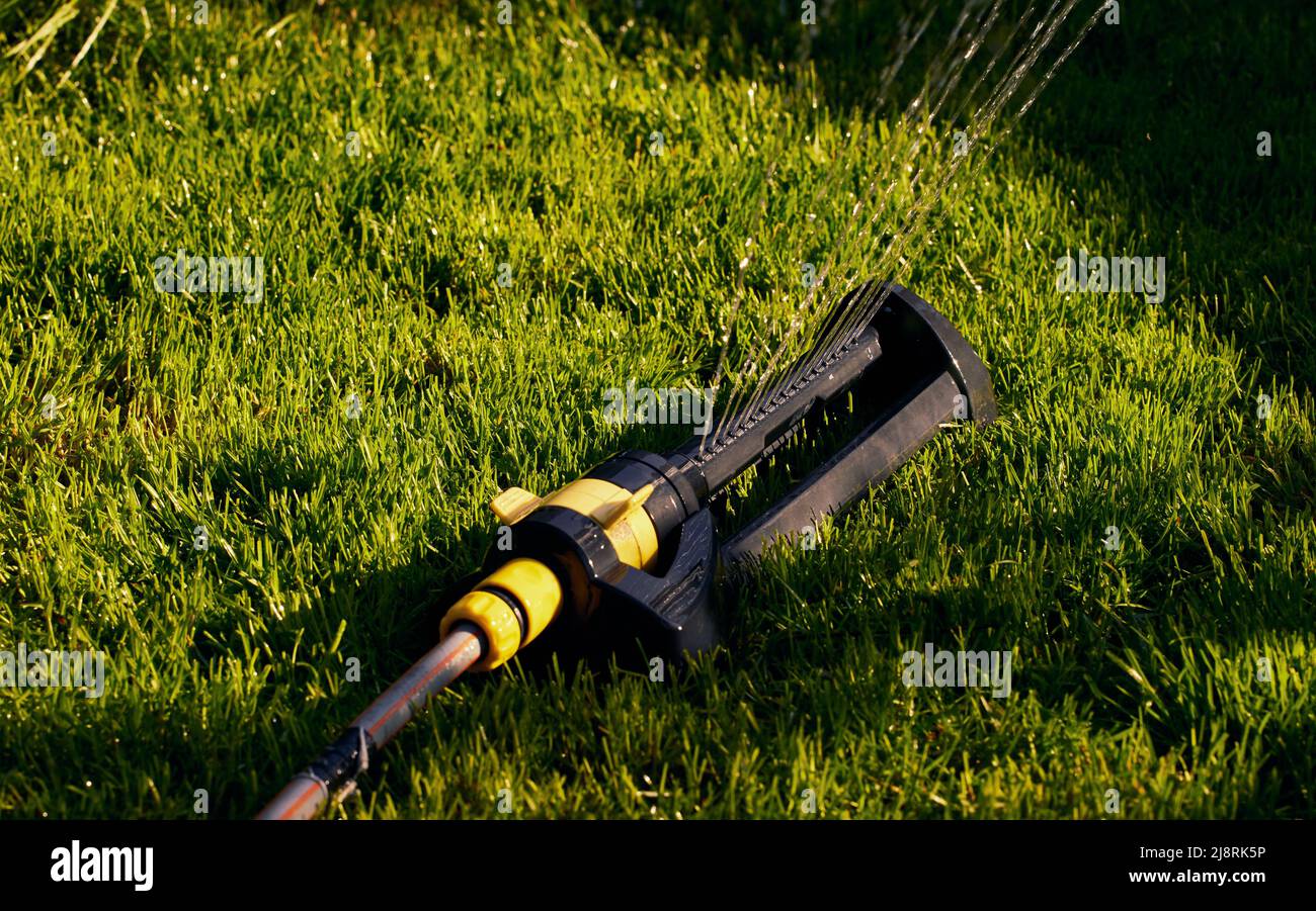 Automatische Sprinkler, die an sonnigen Morgen an der Grasbewässerung arbeiten. Sprinkleranlage zur Bewässerung des Rasens Stockfoto