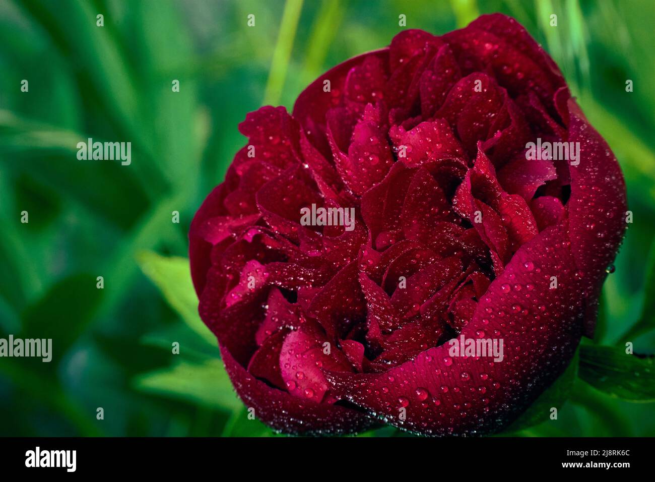 Nahaufnahme der roten Pfingstrose mit Wassertropfen nach Regen mit verwaeltem Hintergrund. Stockfoto