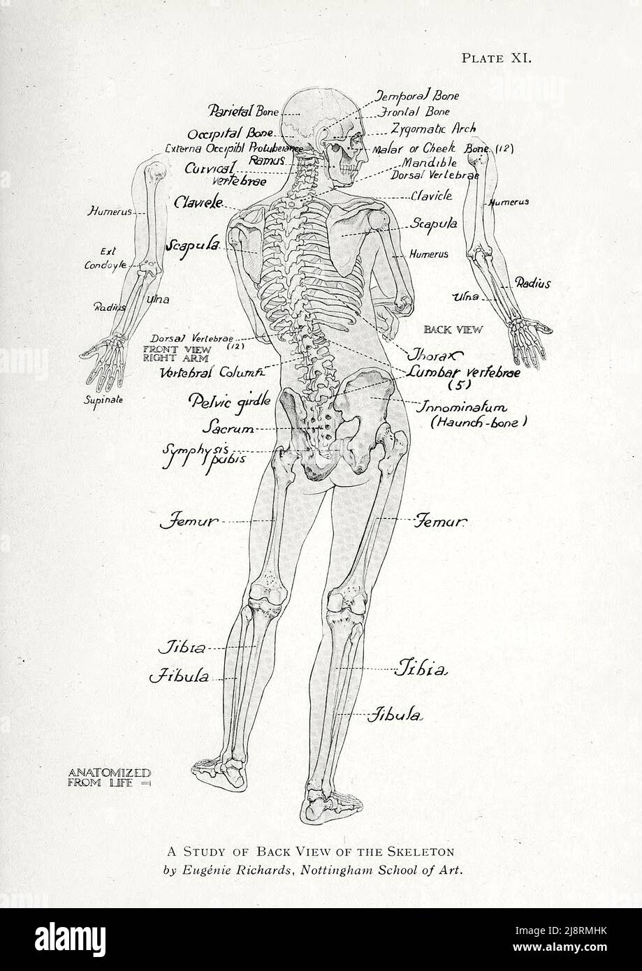 Eine Studie der Rückansicht des menschlichen Skeletts von Eugenie Richards, NottingJiani School of Art. Studie der männlichen Figur aus dem Buch "Studien der menschlichen Figur: With some Notes on drawing and Anatomy ' von George Montague Ellwood, and Francis Rowland Yerbury, Erscheinungsdatum 1918 Herausgeber/Verlag London : B.T. Batsford Stockfoto