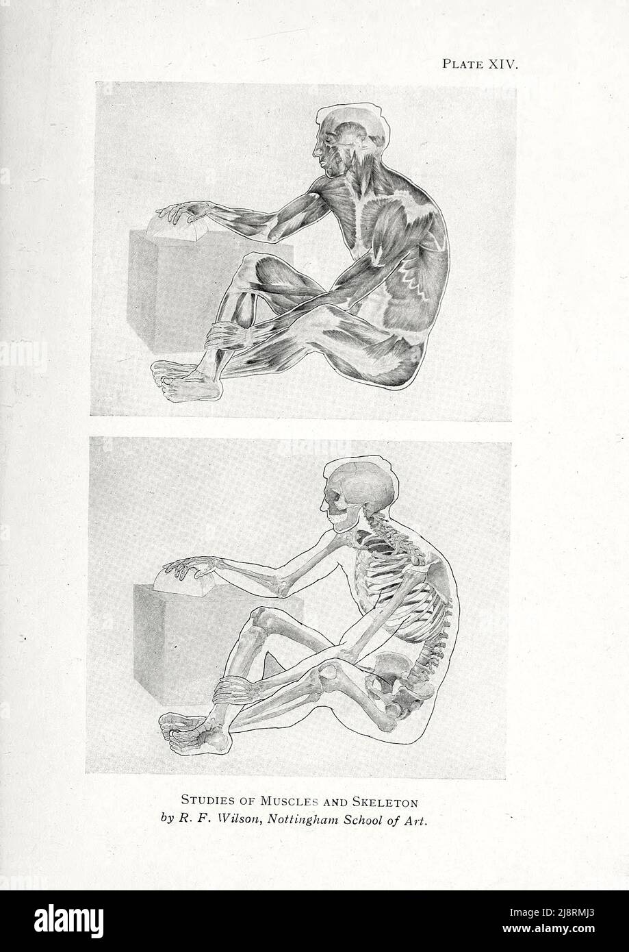 Studien von Muscles and Skeleton von R. F. Wilson, Nottingham School of Art. Studie der männlichen Figur aus dem Buch "Studien der menschlichen Figur: Mit einigen Notizen über Zeichnung und Anatomie" von George Montague Ellwood und Francis Rowland Yerbury, Erscheinungsdatum 1918 Verlag London : B.T. Batsford Stockfoto