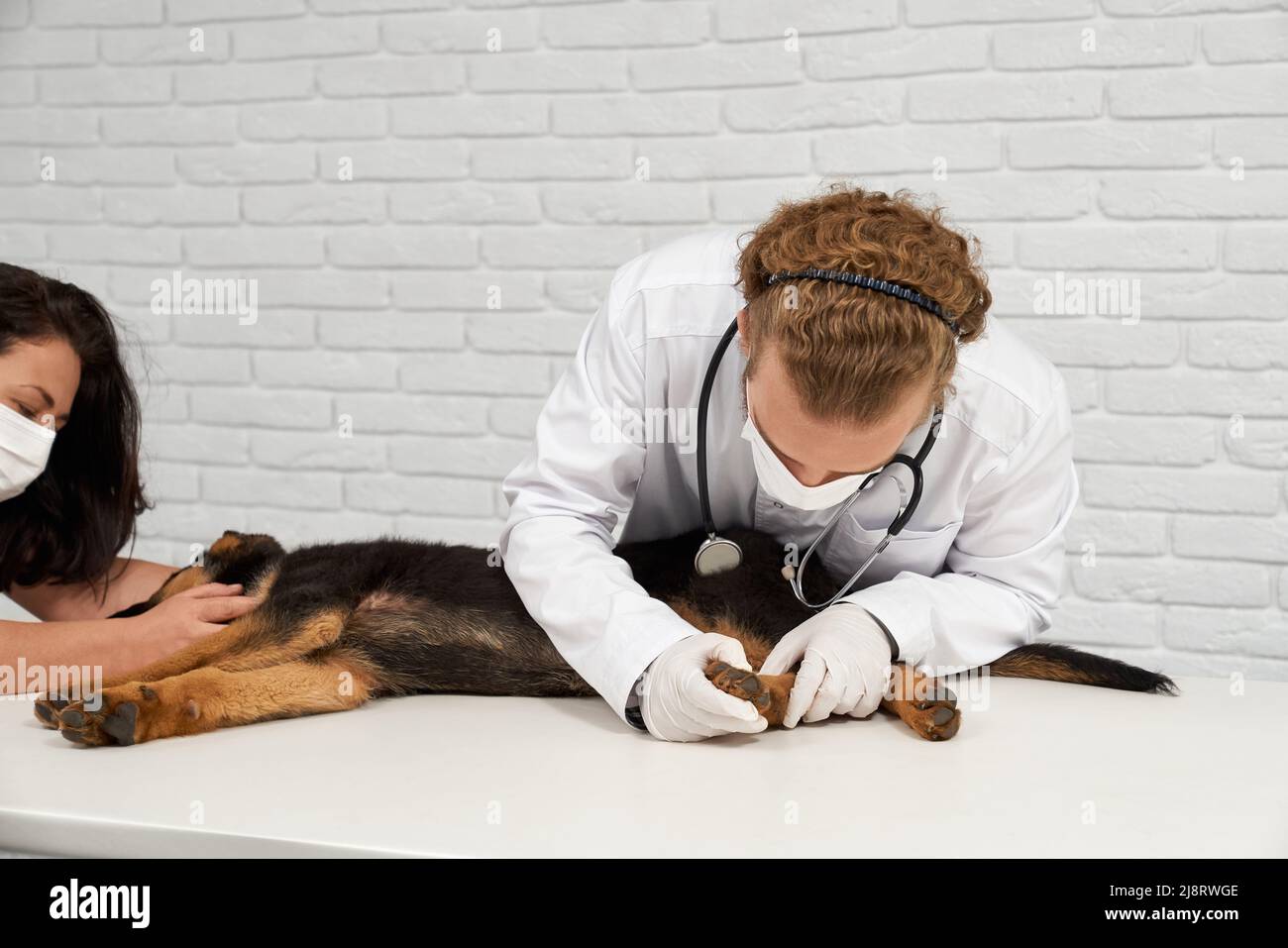 Seitenansicht des männlichen Tierarztes im Labormantel und Handschuhe, die die Hinterpfote des Pedigree-Welpen untersuchen. Ernte der Krankenschwester in Schutzmaske streichelte deutsche Schäferhund s Stockfoto