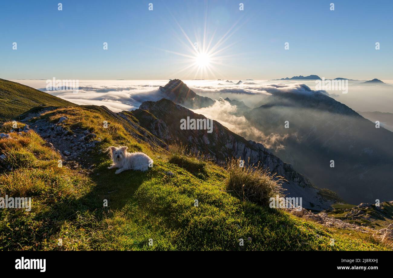 Mein Hund in den Bergen bei Sonnenaufgang Stockfoto