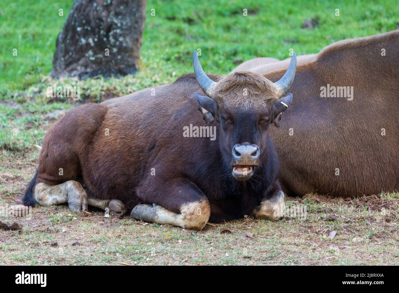 Indische Bison (Indisches Guar). Starkes und massiv gebautes Tier mit einem hohen konvexen Rücken auf der Stirn zwischen dem Horn Stockfoto