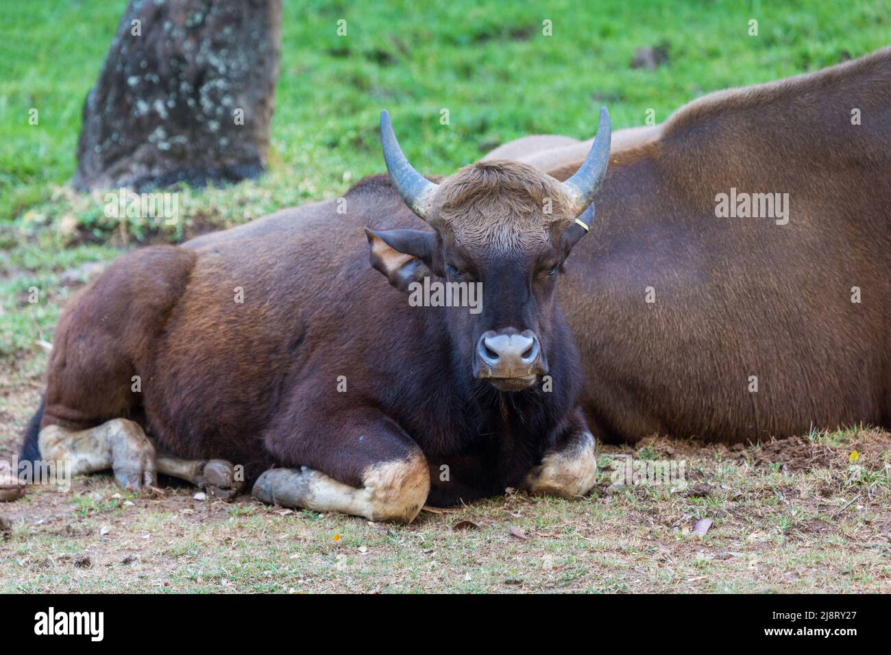 Indische Bison (Indisches Guar). Starkes und massiv gebautes Tier mit einem hohen konvexen Rücken auf der Stirn zwischen dem Horn Stockfoto