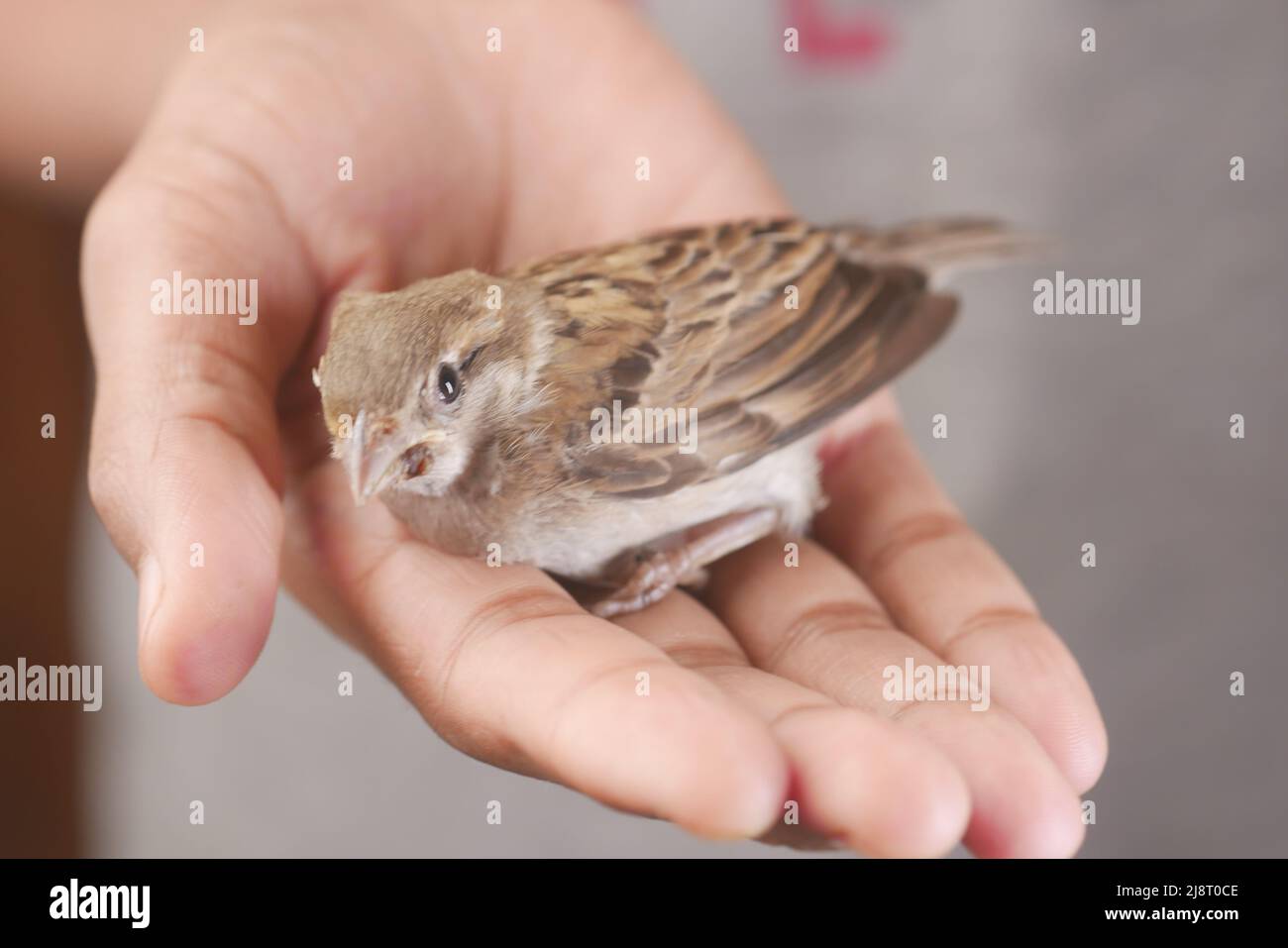 Eine Sperling Vogelhand aus der Nähe Stockfoto
