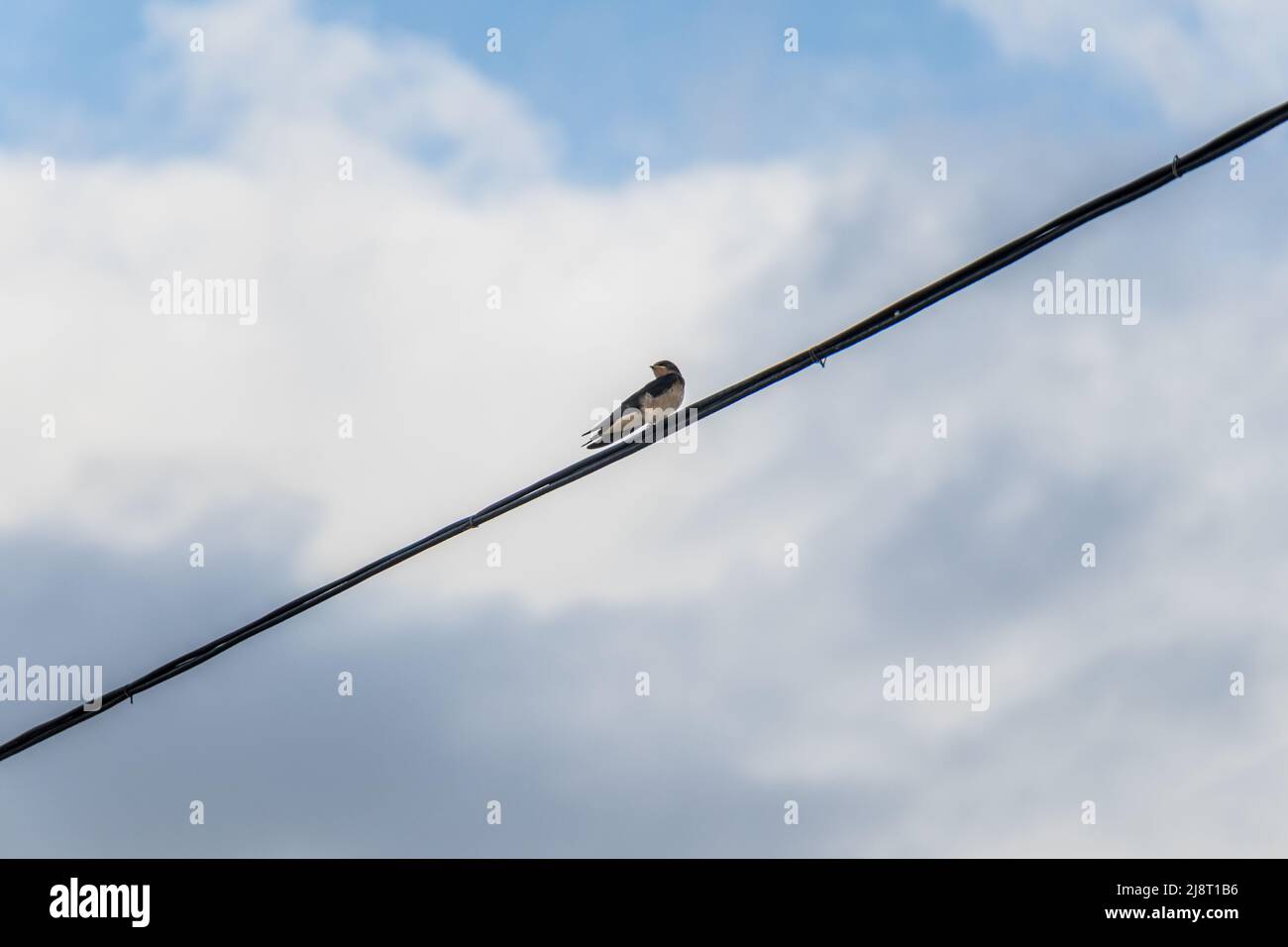 Warum Können Vögel Auf Der Stromleitung Sitzen www.alamy.de