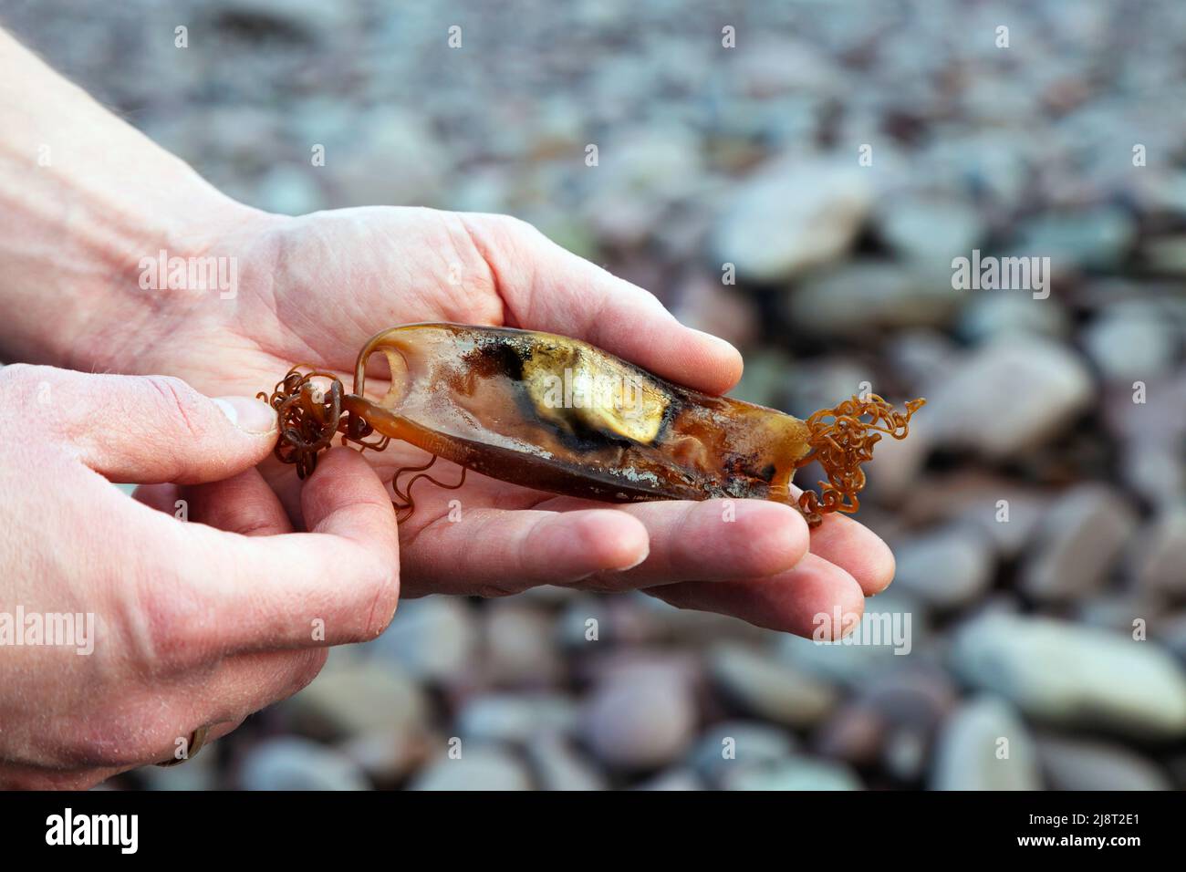 Mann mit einem leeren Nursehound Shark (Scyliorhinus stellaris) Eierkoffer (Geldbörse der Meerjungfrau), der an einem Kiesstrand in Somerset, Großbritannien, gefunden wurde Stockfoto