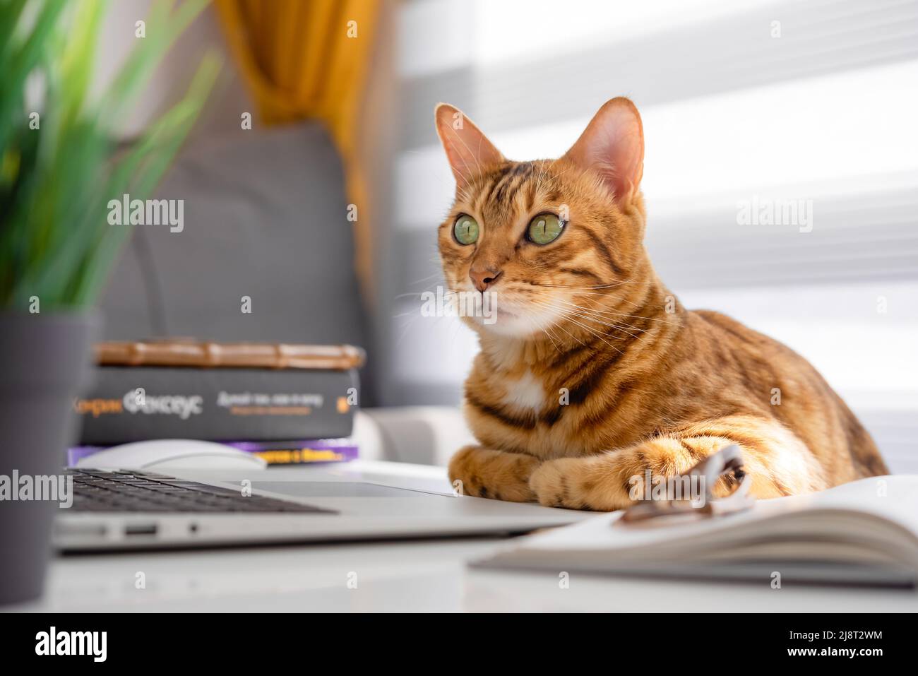 Zu Hause unterrichten. Lustige rote Katze sitzt auf einem Tisch neben einem Laptop und Büchern. Stockfoto