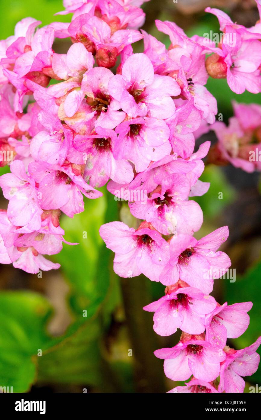 Bergenia Schneeglocke rosa Blüten Stockfoto