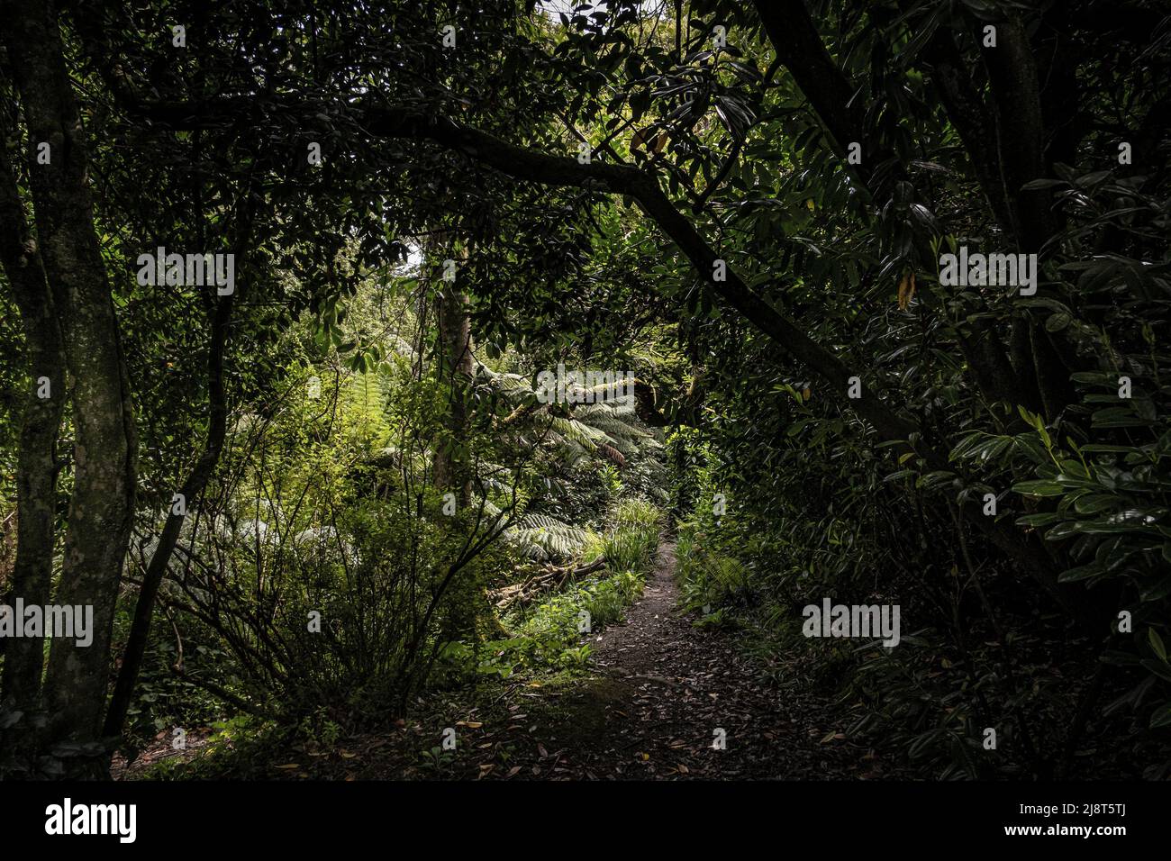 Ein Fußweg durch den wilden subtropischen Penjjick Garden in Cornwall. Penjerrick Garden gilt in Großbritannien als echter Dschungelgarten von Cornwalls. Stockfoto