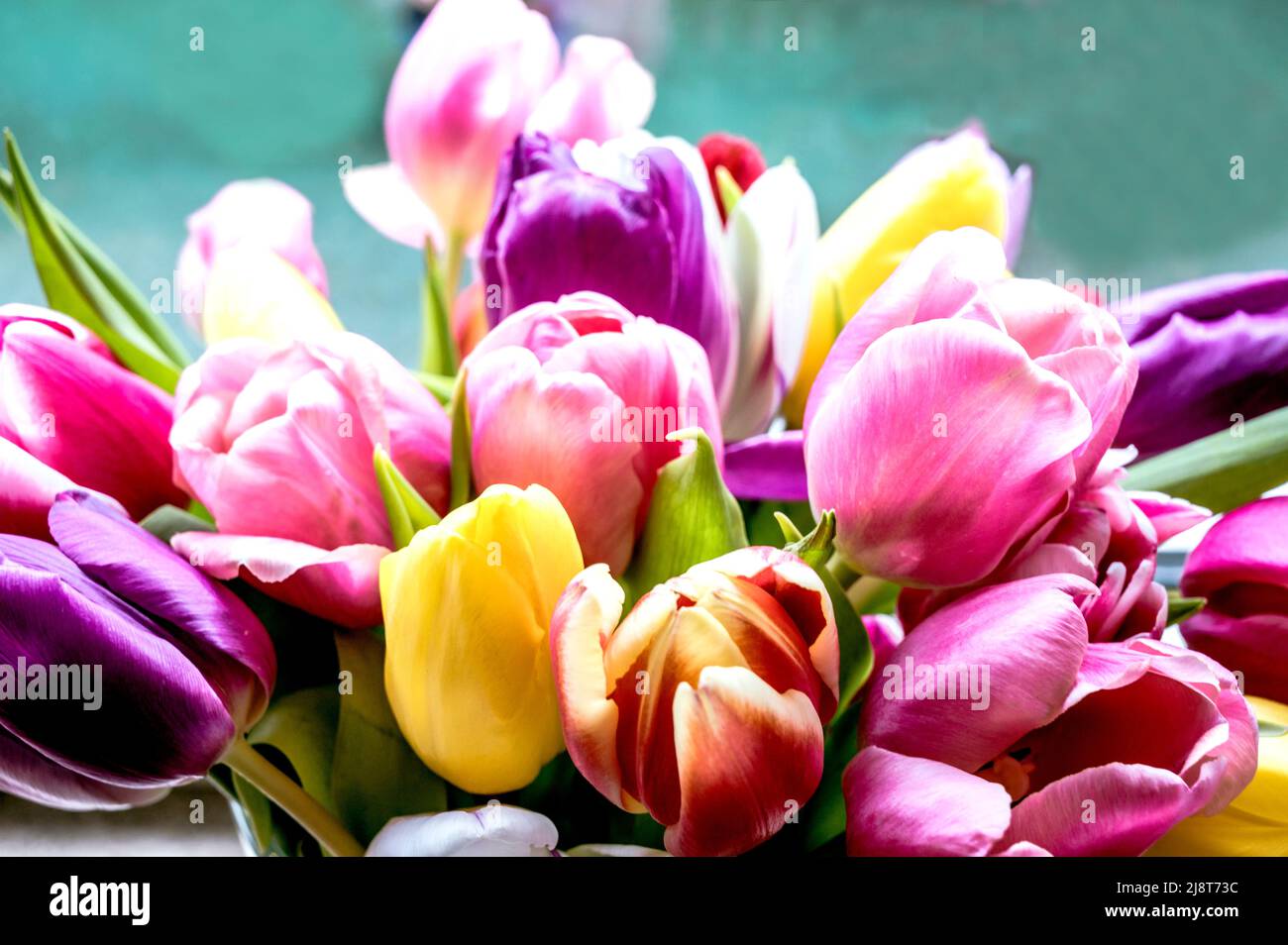 Bunte Tulpenbüschel; Bunter Tulpenstrauß Stockfoto