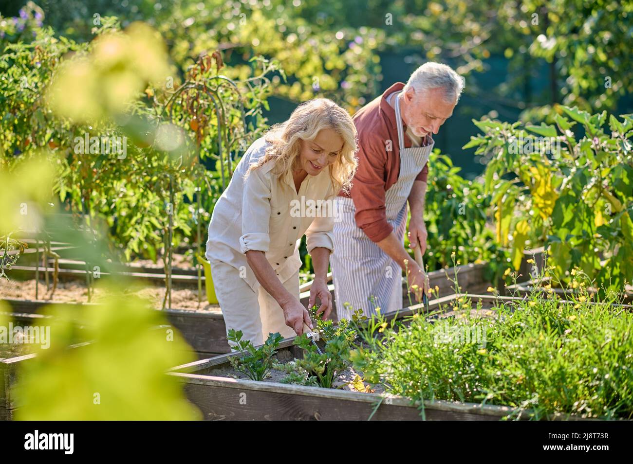 Frau und Mann lockern den Boden im Garten Stockfoto