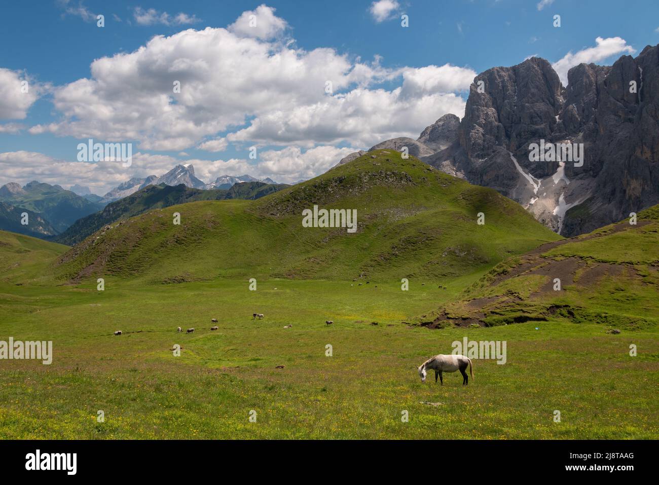Pferde auf den Almen der Dolomiten Stockfoto