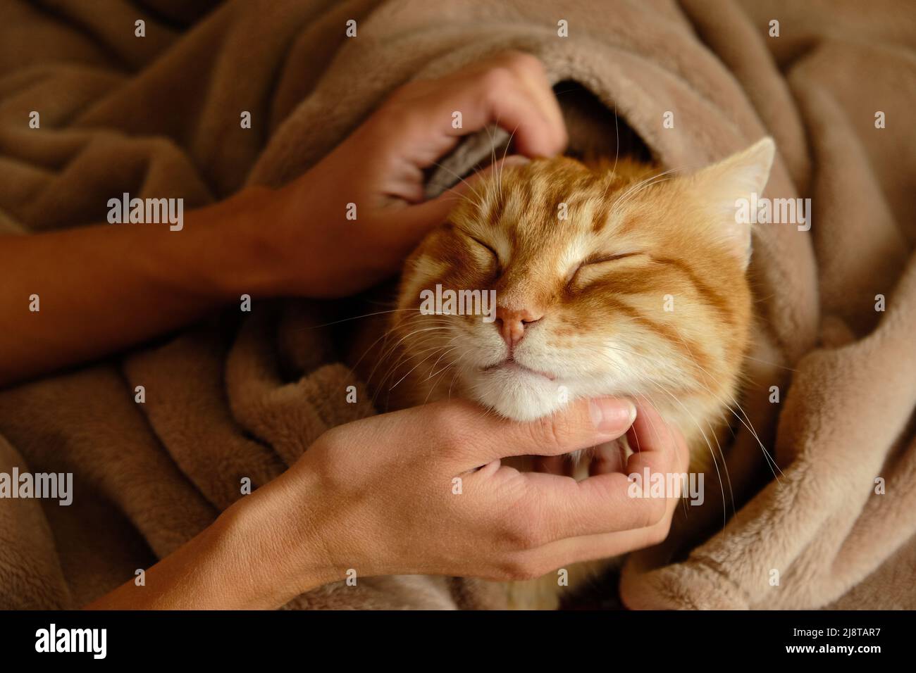 Schlafende niedliche Ingwer-Katze in einem Heimbett. Frau streichelte ihre Katze. Häuslicher Erwachsener Senior tabby Katze mit einer Pause. Haustiertherapie. Stockfoto