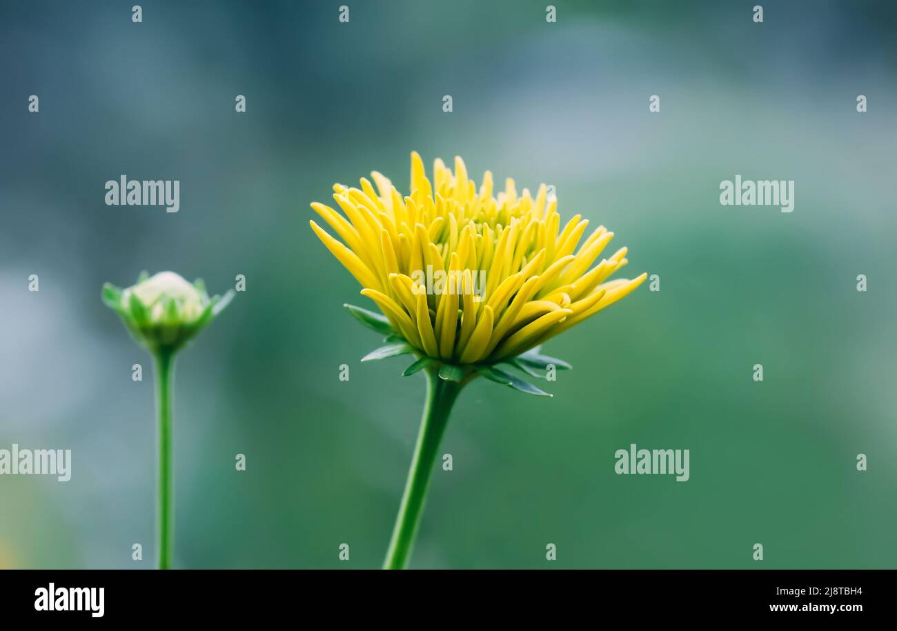 Rudbeckia laciniata goldene Kugel gelbe Ziergartenblumen Stockfoto