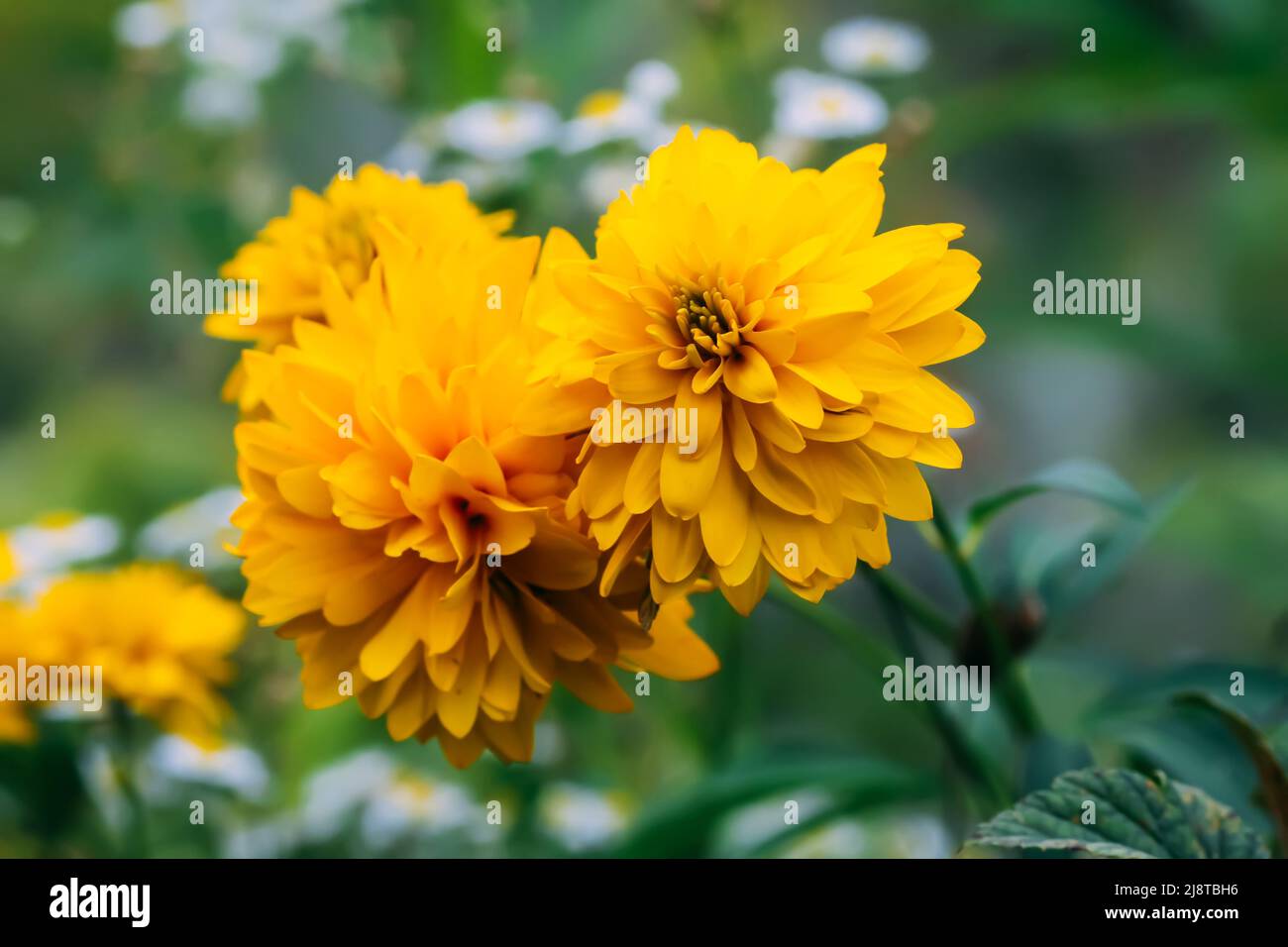 Rudbeckia laciniata goldene Kugel gelbe Ziergartenblumen Stockfoto