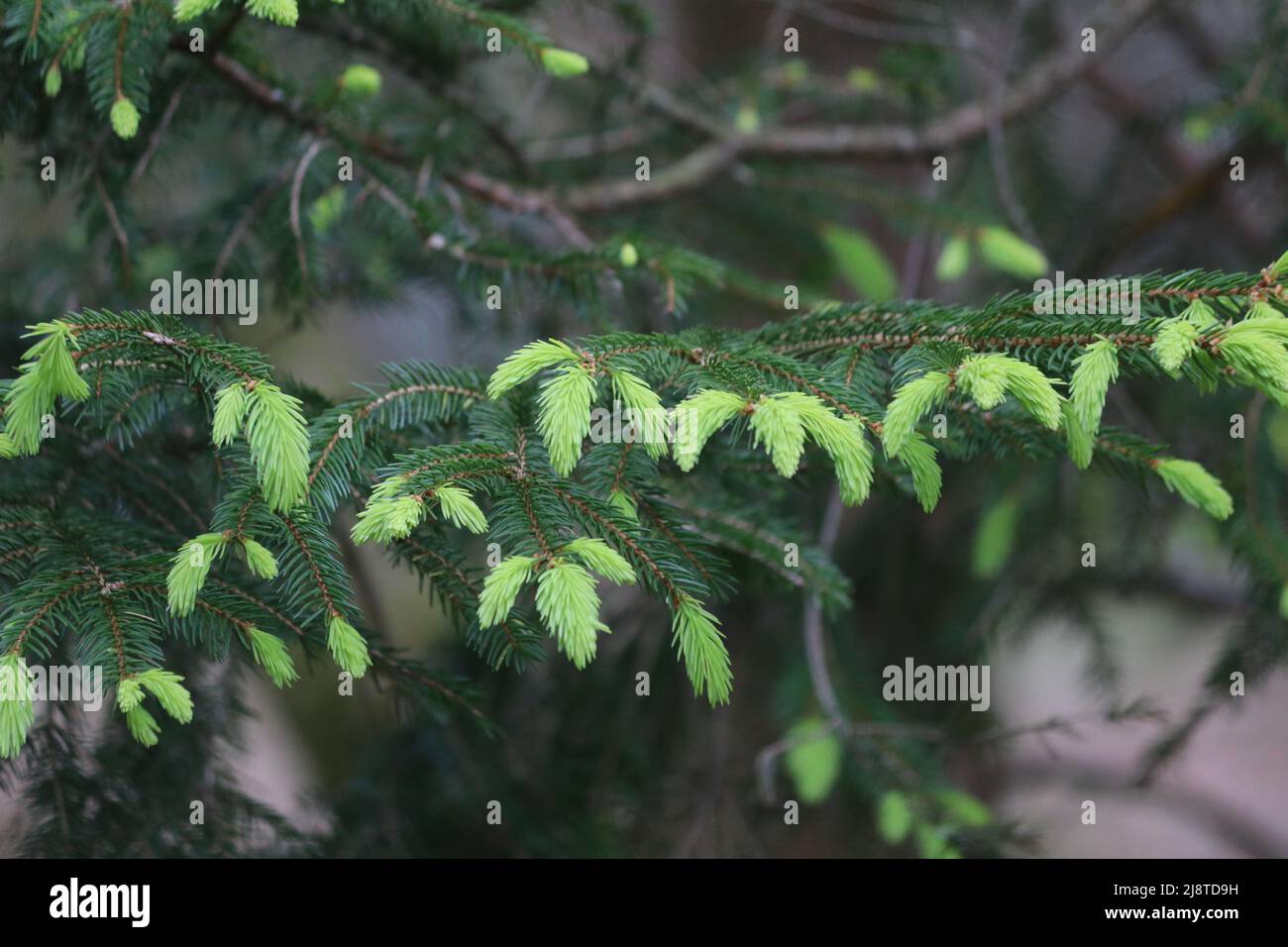 Neues Wachstum auf Tannenbaum, hellgrüne Neutriebe mit dunklerem, älterem Wachstum Stockfoto