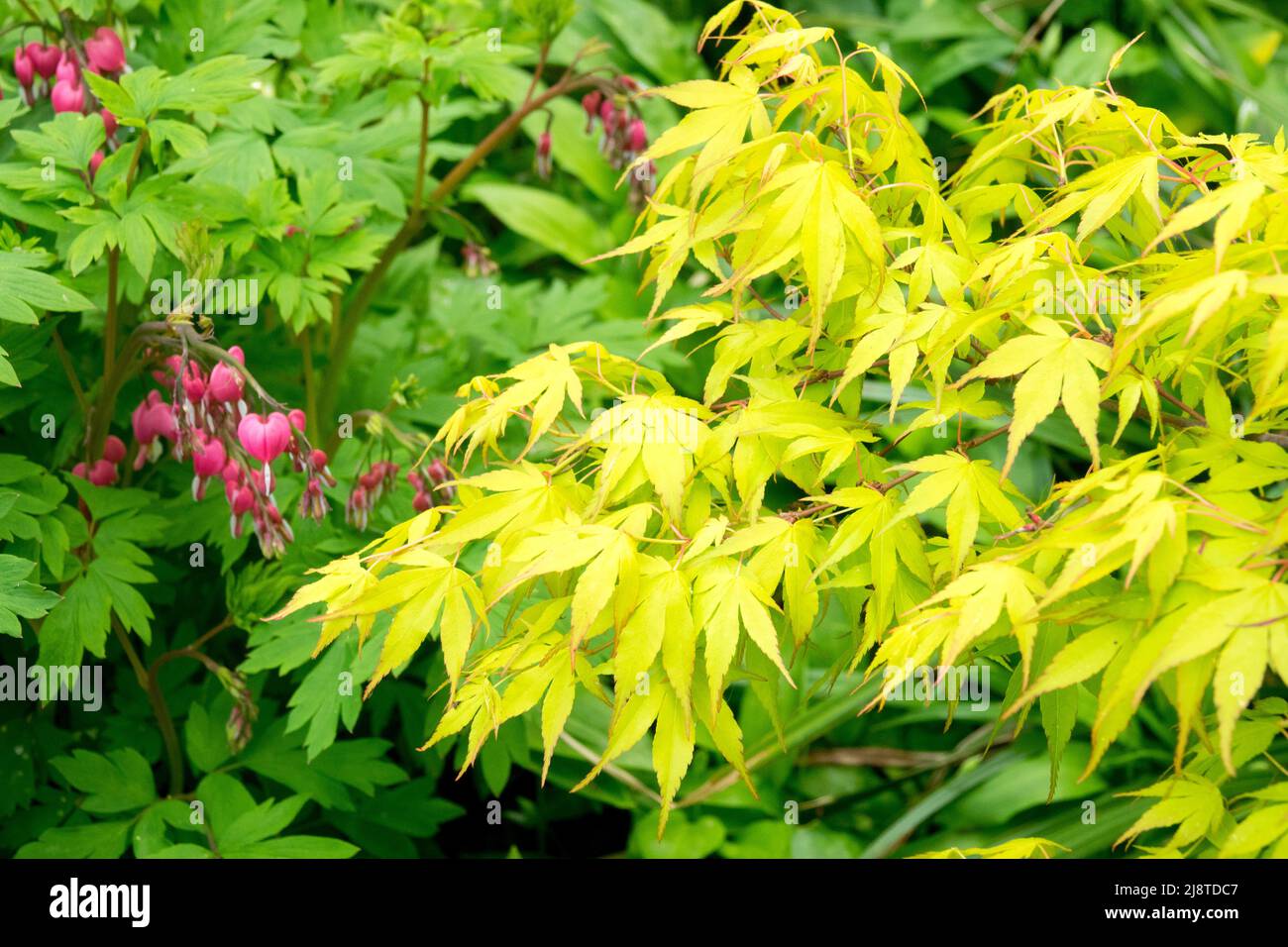 Acer palmatum 'Katsura' Blätter und blutendes Herz im Frühlingsgarten Stockfoto