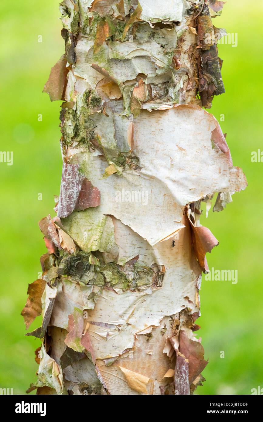 River Birch, Betula nigra Heritage, Betula nigra, Birch, Trunk, Bellen, Betula-Baumstamm, Betula-nigra-Bellen Stockfoto