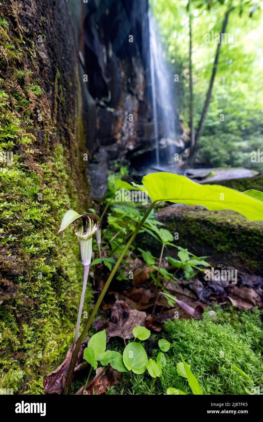 Jack-in-the-Pulpit (Arisaema triphyllum) bei Slick Rock Falls - Pisgah National Forest, in der Nähe von Brevard, North Carolina, USA Stockfoto