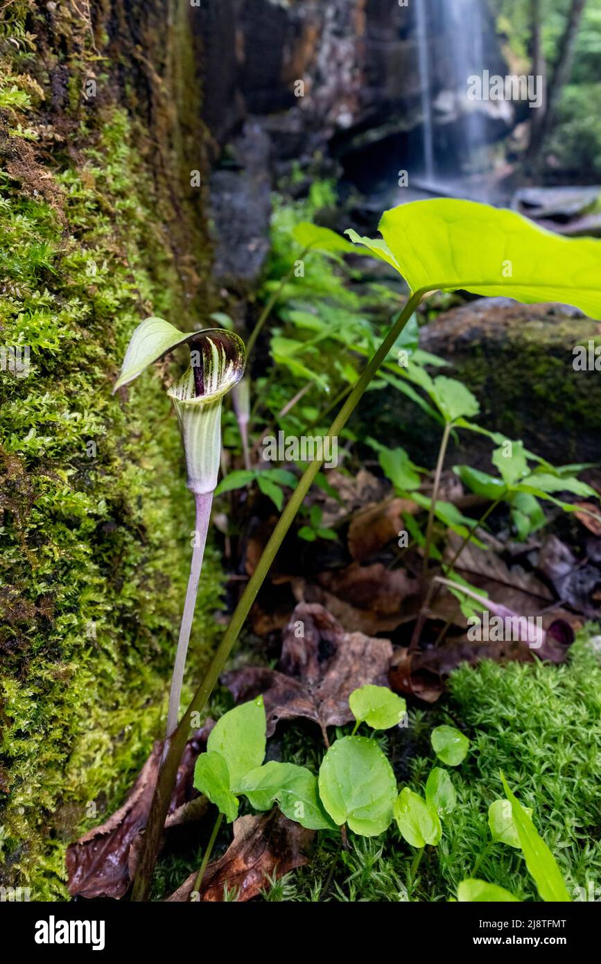 Jack-in-the-Pulpit (Arisaema triphyllum) bei Slick Rock Falls - Pisgah National Forest, in der Nähe von Brevard, North Carolina, USA Stockfoto