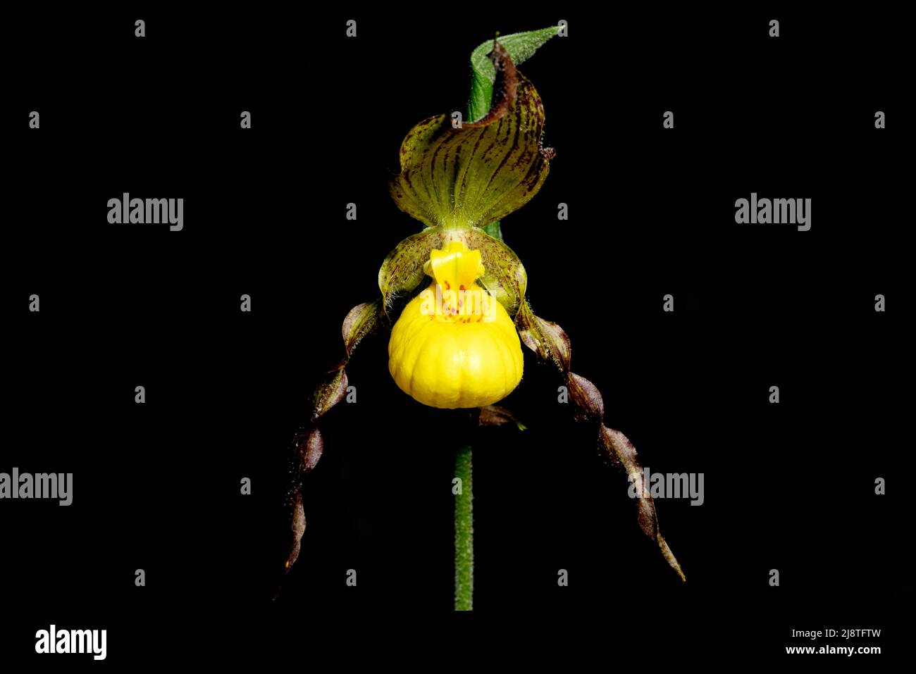 Small Yellow Lady's Slipper Orchid (Cypripedium parviflorum) - DuPont State Recreational Forest, Cedar Mountain, in der Nähe von Brevard, North Carolina, USA Stockfoto