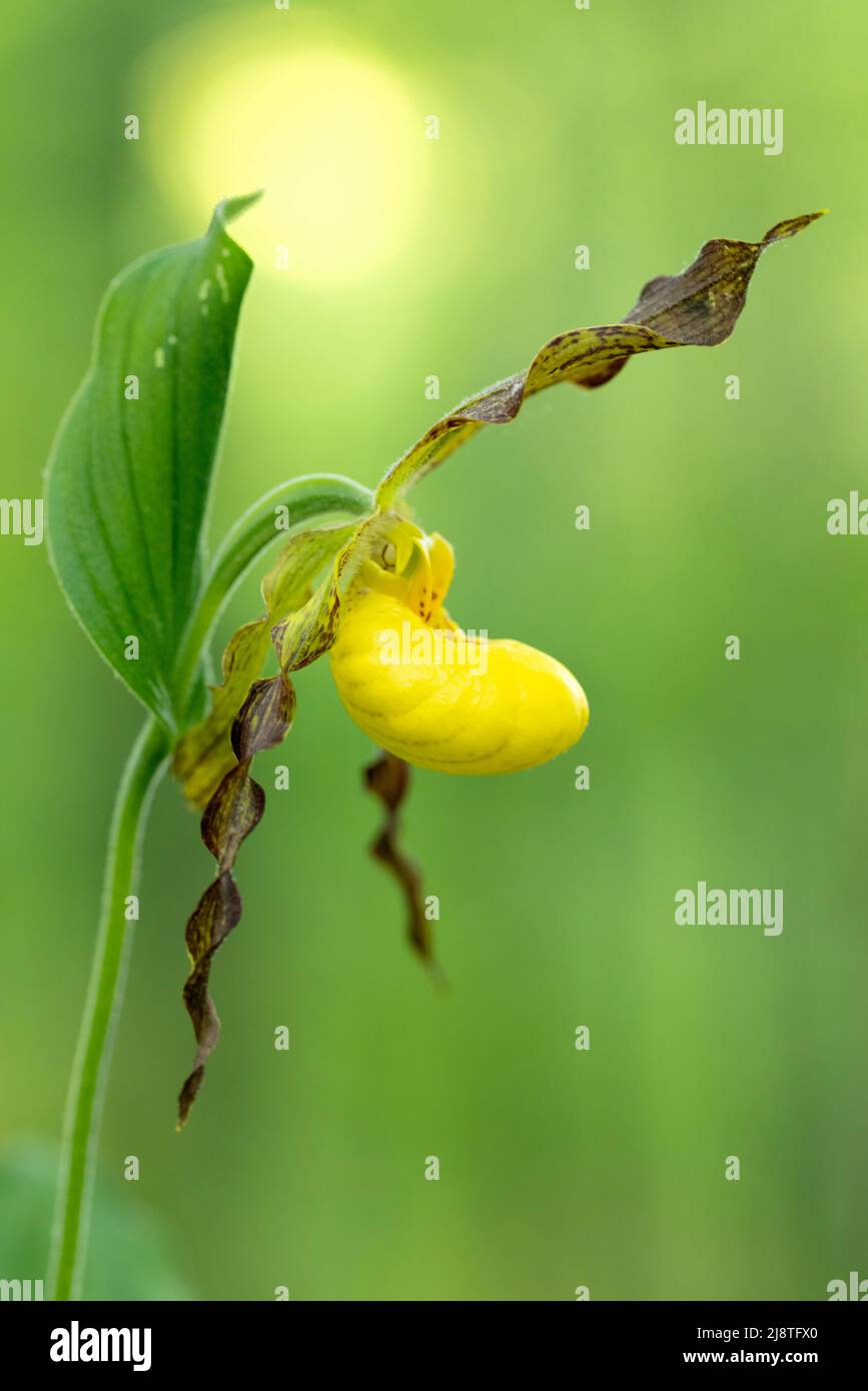 Small Yellow Lady's Slipper Orchid (Cypripedium parviflorum) - DuPont State Recreational Forest, Cedar Mountain, in der Nähe von Brevard, North Carolina, USA Stockfoto