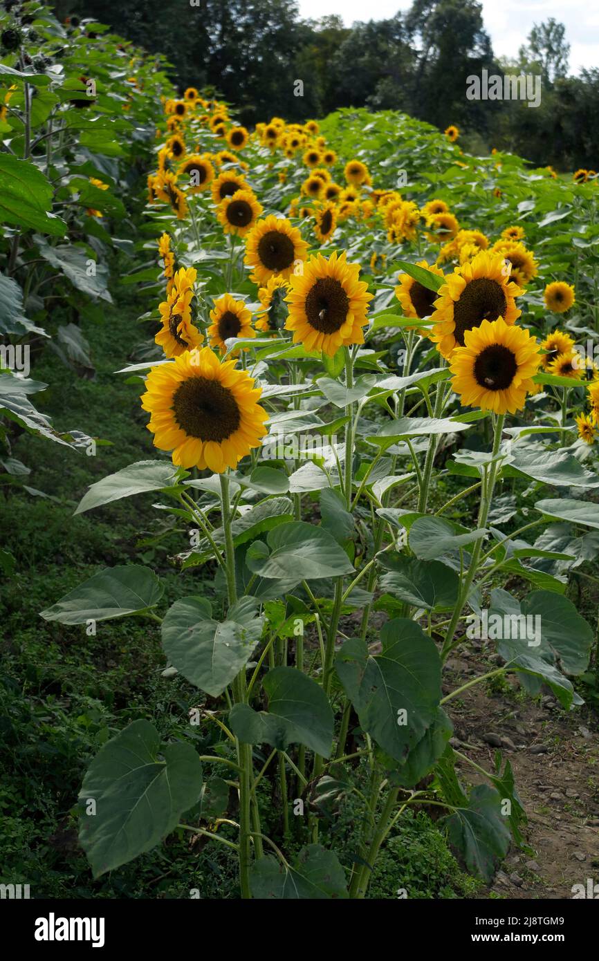 Sonnenblumenreihe in einer Sonnenblumenfarm. Stockfoto