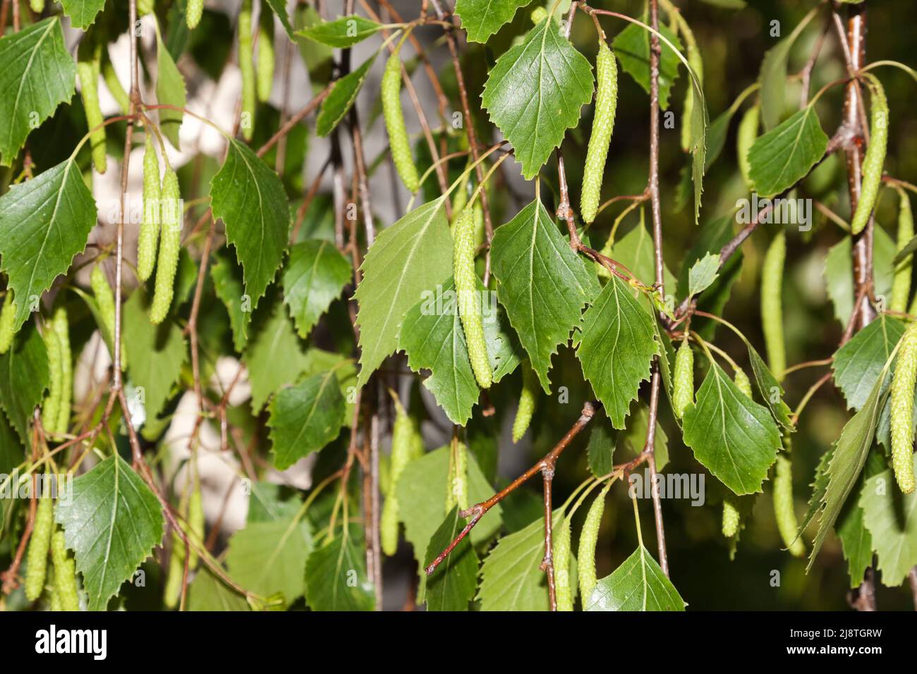 Birkenpollen, Deutschland Stockfoto