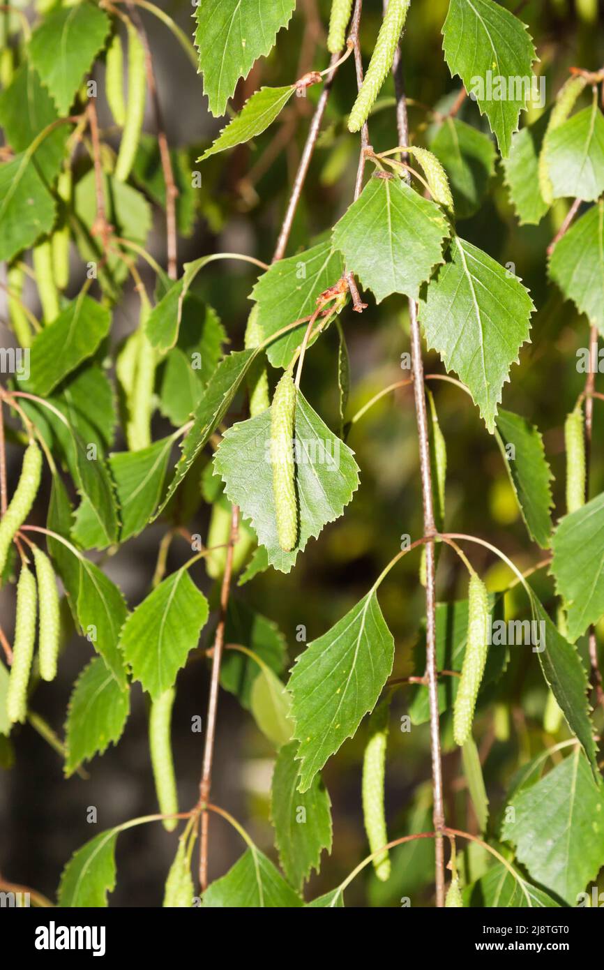 Birkenpollen, Deutschland Stockfoto