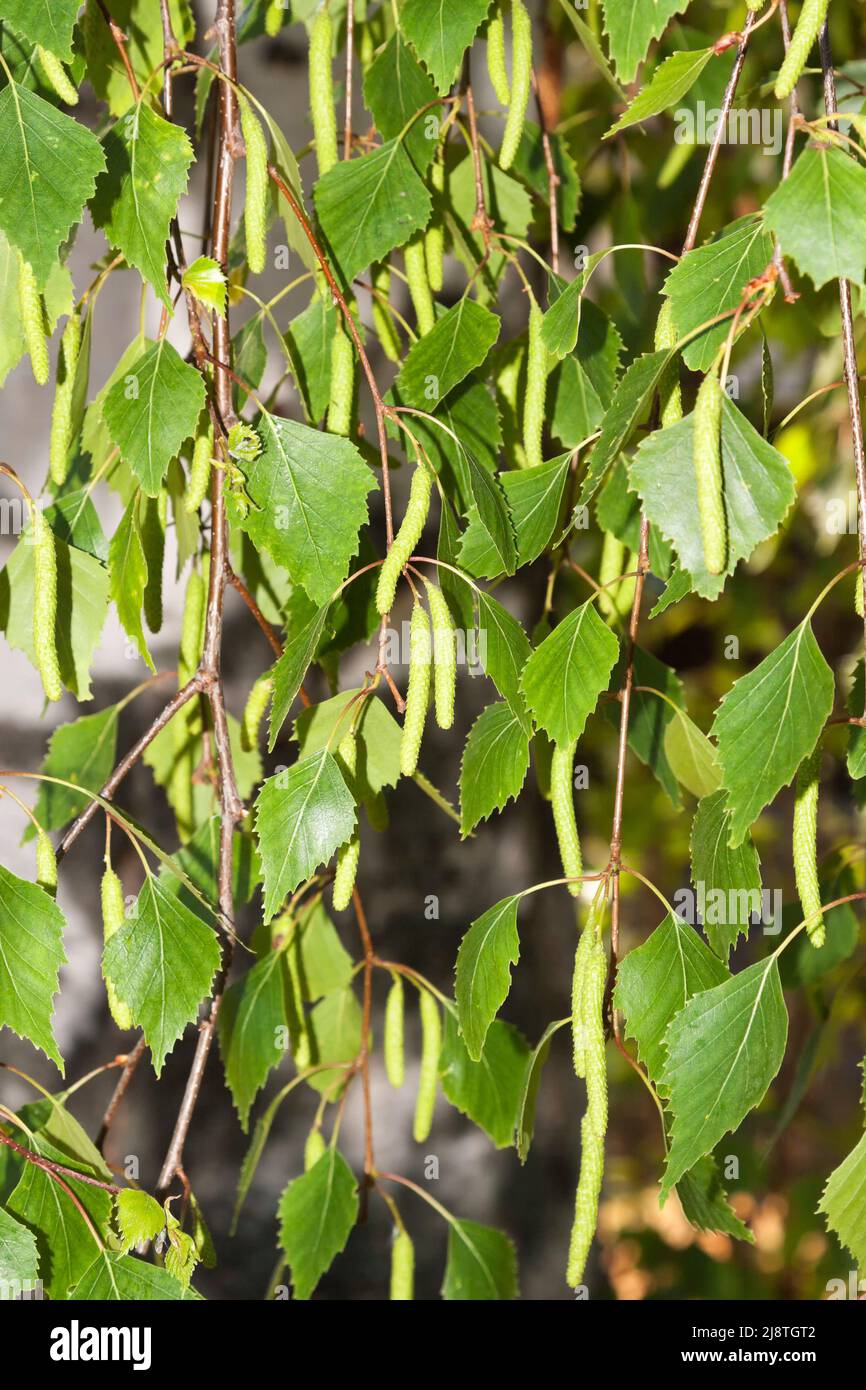 Birkenpollen, Deutschland Stockfoto