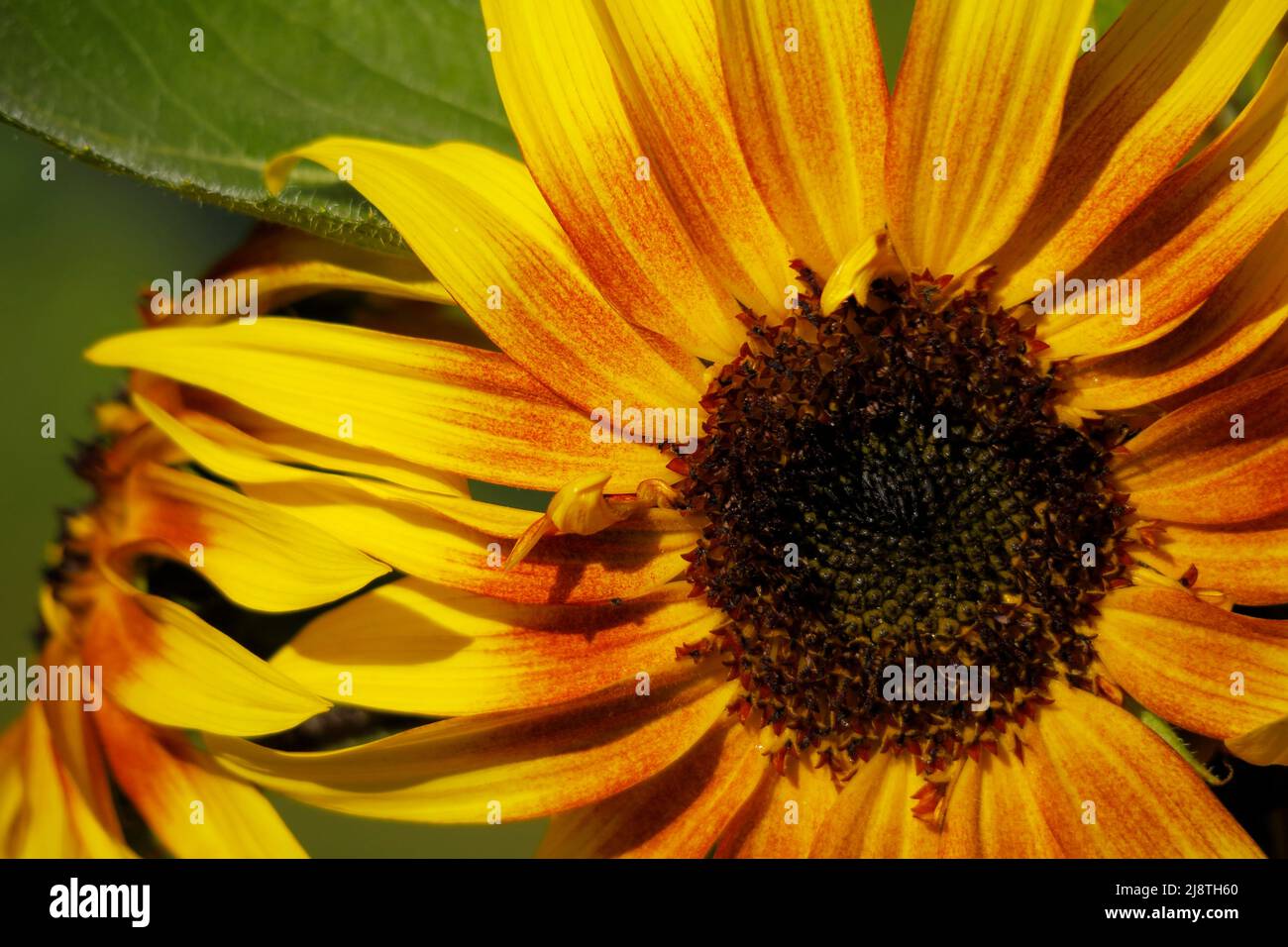 Sonnenblumen-Nahaufnahme des zentralen Samenkopfes. Stockfoto