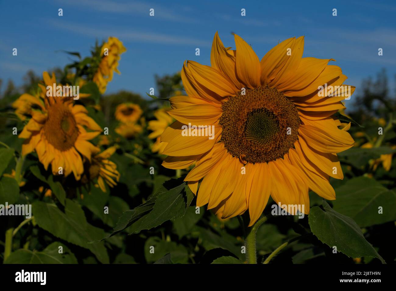 Sonnenblumen-Nahaufnahmen in einem Feld aus Sonnenblumen und blauem Himmel. Stockfoto