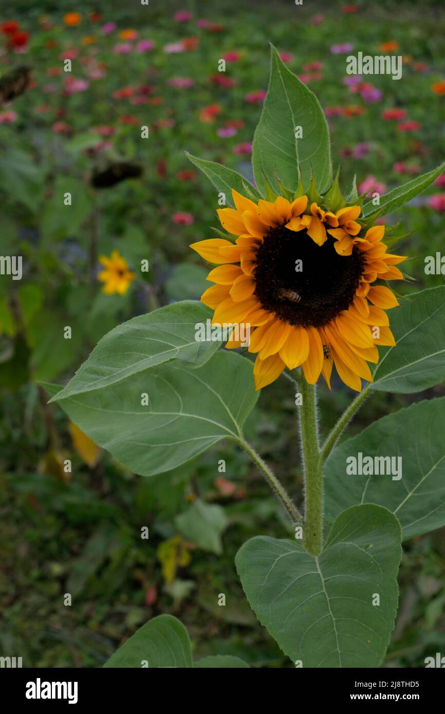 Sonnenblume mit einer Honigbiene in einem Sonnenblumenfeld. Stockfoto