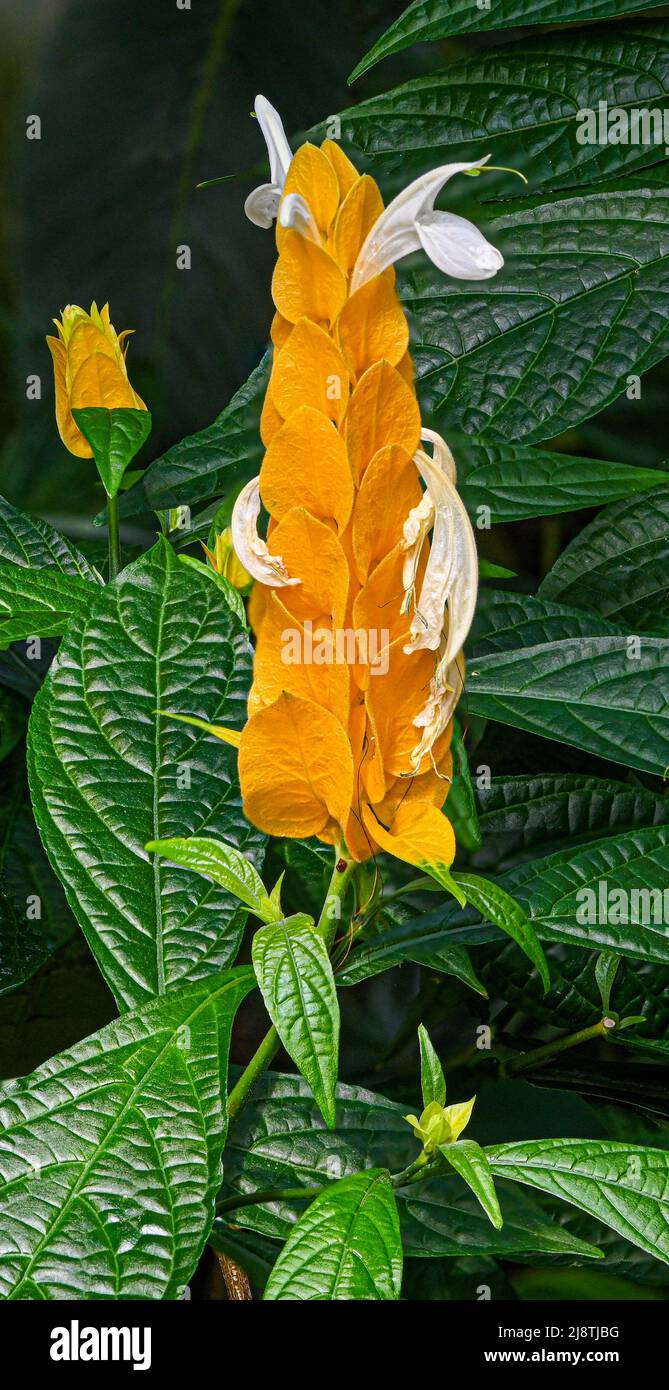 Goldene Garnelenpflanze (Pachystachys lutea). Auch Lollipop-Pflanze genannt. Stockfoto