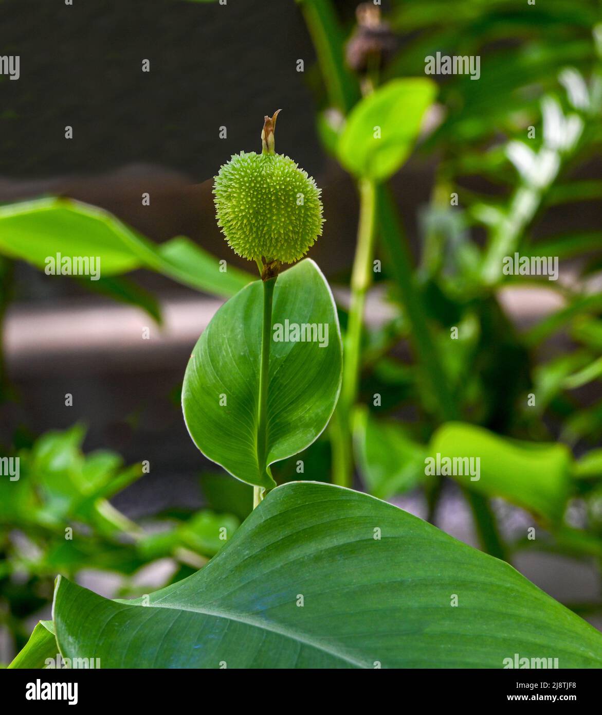 Canna sp Fotos und Bildmaterial in hoher Auflösung Alamy
