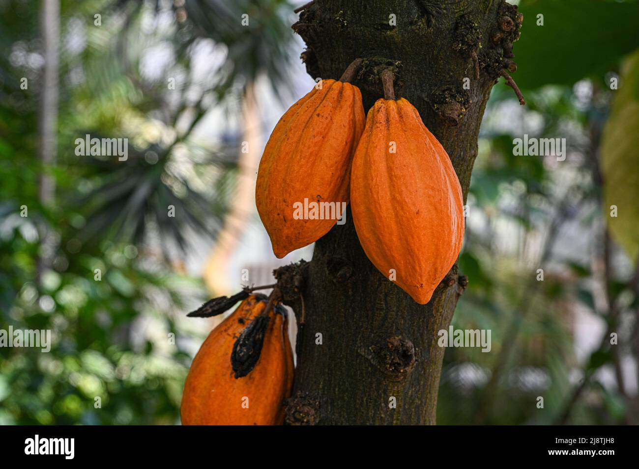 Kakaobaum oder Kakaobaum (Theobroma cacao) ist ein immergrüner Baum, der im tropischen Amerika beheimatet ist. Stockfoto