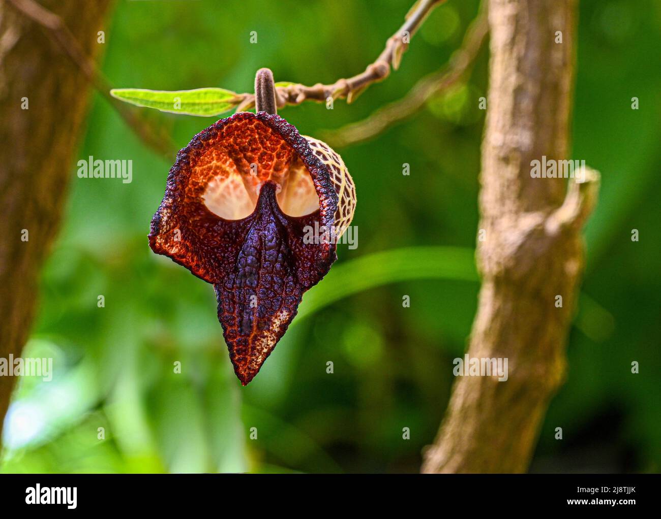 Aristolochia Arborea (Aristolochia salvadorensis) auch Darth Vader Pflanze. Botanischer Garten Heidelberg, Baden Württemberg, Deutschland Stockfoto